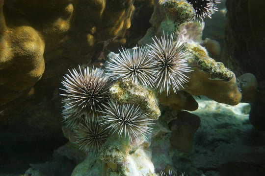 Sea urchins Echinometra mathaei, commonly called burrowing urchin, underwater in the lagoon of Rurutu island, Australes, Pacific ocean, French Polynesia