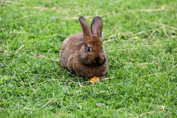 rabbit bunny with carrot