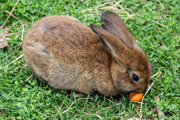 rabbit bunny with carrot