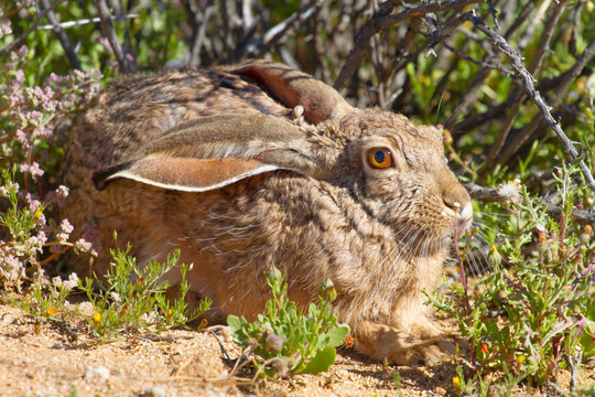 A cape hare resting in a warm and sunny spot in the Goegap Nature Reserve near Springbok in the Northern Cape, South Africa.