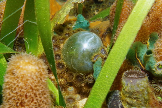 Bubble algae Valonia ventricosa, surrounded by marine life, underwater Caribbean sea