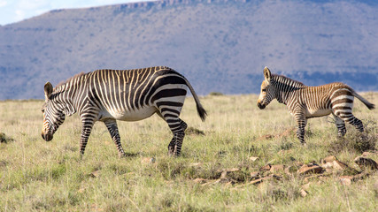 Fototapeta na wymiar Mother Zebra and her foal, photographed against a mountainous background in the Mountain Zebra National Park, Eastern Cape; South Africa.
