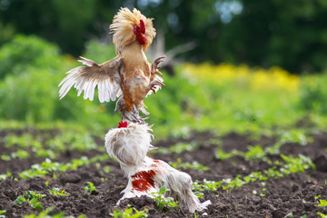 two formidable cock fight in a village, widely waving wings