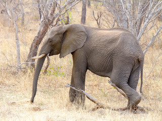 Fototapeta premium Elephant photographed in the Chobe Game Reserve, Botswana.