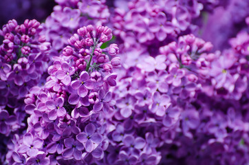 Obraz premium Macro image of spring soft violet lilac flowers, natural seasonal floral background. Can be used as holiday card with copy space.