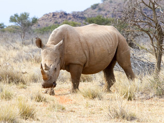 Rhinoceros, photographed in the Mokala National Park near Kimberly, South Africa.