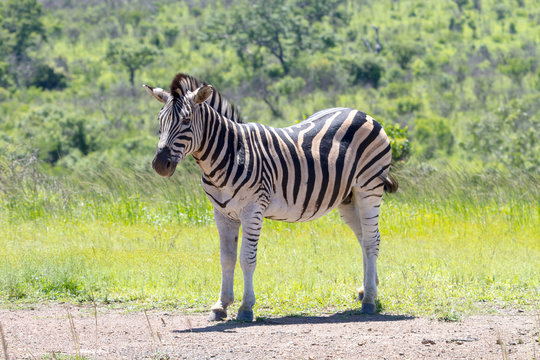 Zebra photographed at Hluhluwe/Imfolozi Game Reserve in South Africa.