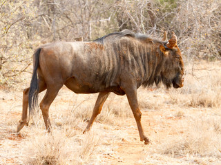 Blue Wildebeest, photographed in the Mokala National Park near Kimberly, South Africa.  The animal is covered in mud after a refreshing roll in a watering hole.