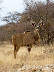 Naklejka na ściany i meble Kudu bull, photographed in the Mokala National Park near Kimberly, South Africa.