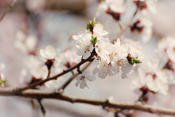 Obraz premium Apricot tree flower with buds and blossoms blooming at springtime, vintage retro floral background
