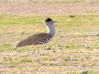 Kori Bustard photographed in the Kgalagadi Transfrontier National Park between South Africa, Namibia, and Botswana.