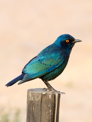 Glossy Starling photographed in the Kgalagadi Transfrontier National Park between South Africa, Namibia, and Botswana.  Note the bright eyes.