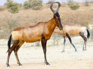 Red Hartebeest photographed in the Kgalagadi Transfrontier National Park between South Africa, Namibia, and Botswana.