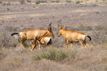 Red hartebeest males square up.  Photographed in the Karoo National Park near Beaufort West, Western Cape; South Africa.