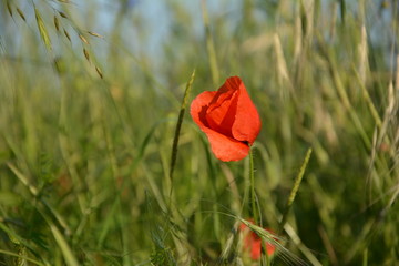 Mohnblume  (  Papaver rhoeas  )   auf der Wiese