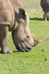 Obraz premium Grazing rhinoceros photographed at Tala Private Game Reserve near Pietermaritzburg in KwaZulu-Natal, South Africa