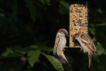 Two male house sparrow (passer domesticus) on a garden seed feeder