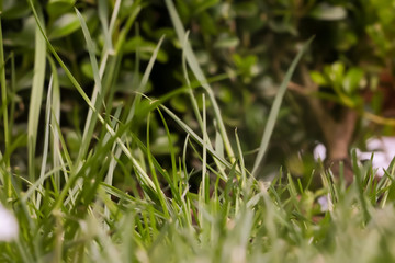 Gras 