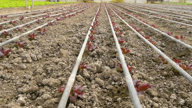 red lettuce growing  inside modern greenhouse