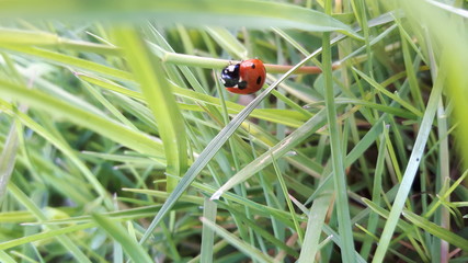 coccinelle verdure nature herbe insecte