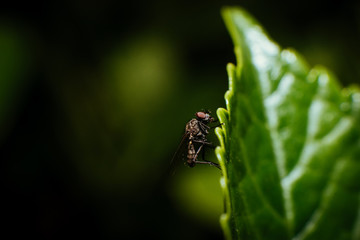 Fliege auf Blatt
