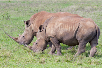 Obraz premium Mother and daughter (calf) rhinoceros photographed at Tala Private Game Reserve near Pietermaritzburg in KwaZulu-Natal, South Africa