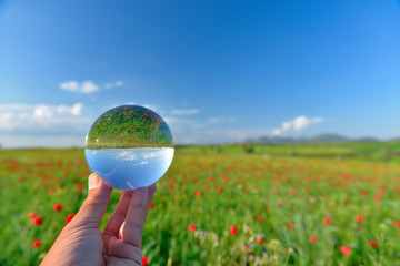 poppy field landscape in reverse