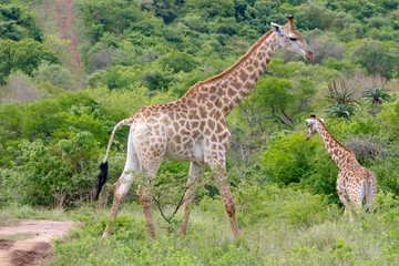 Naklejka na ściany i meble Adult giraffe and calf photographed at Tala Private Game Reserve near Pietermaritzburg in KwaZulu-Natal, South Africa