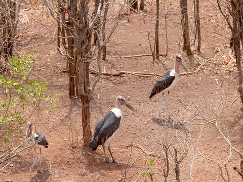 Marabou Storks photographed in the wild near Victoria Falls in Zimbabwe.