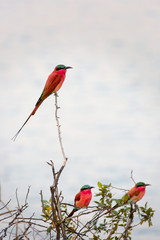 Southern Carmine Bee-eater photographed on the banks of the Zambezi River at a nesting site in Namibia (Kalizo)
