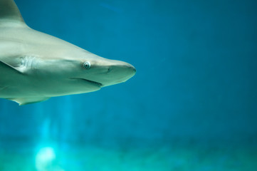 Fototapeta premium beautiful and dangerous shark in the water