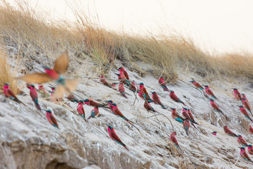 A group of Southern Carmine Bee Eaters nesting in a bank of the great Zambezi River at Kalizo in...