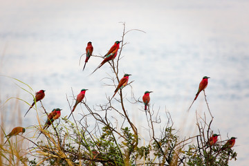 Southern Carmine Bee-eaters photographed on the banks of the Zambezi River at a nesting site in...