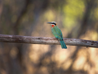 A Bee Eater (probably a juvenile white fronted bee eater) perches on a wooden fence near the banks of the great Zambezi River in at Kalizo in Namibia.