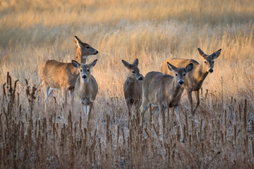 Fototapeta premium White-tailed Deer Does Moving At Sunrise