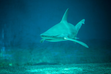 Obraz premium beautiful and dangerous shark in the water
