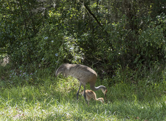 Sandhill cranes feeding