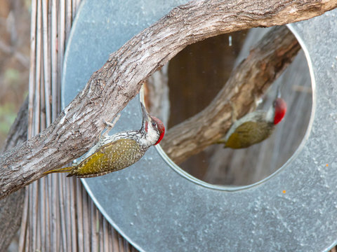 A Male Golden Tailed Woodpecker Busies Himself With A Woody Branch Next To A Mirror Along The Banks Of The Okavango River In Namibia.  His Reflection Can Be Seen In The Mirror.