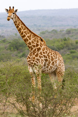 Giraffe photographed at Hluhluwe/Imfolozi Game Reserve in South Africa.  See the ox-peckers on its head and neck.