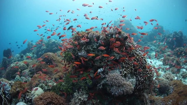 Colorful Scalefin Anthias School Around Healthy Corals in Indonesia