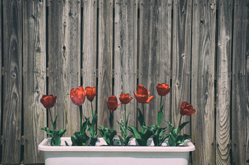 板壁とチューリップ
