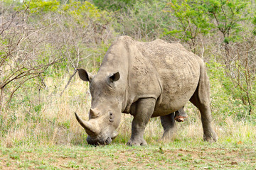 Male rhinoceros photographed at Hluhluwe/Imfolozi Game Reserve in South Africa.