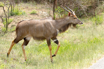 Male nyala photographed at Hluhluwe/Imfolozi Game Reserve in South Africa.