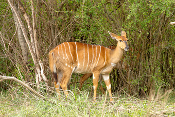 Female nyala photographed at Hluhluwe/Imfolozi Game Reserve in South Africa.