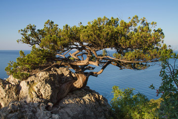 Fototapeta premium Mountain top, rock with orange moss, blue sky with clouds, lonely tree