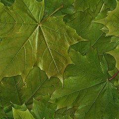 Seamless pattern with green leaves