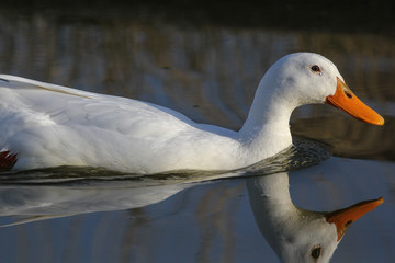 Pure white duck with reflection. Beautiful nature image.