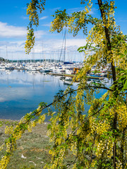 Laburnum blooming in front of marina with moored boats