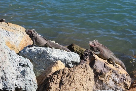 Iguanas sunning on a rocks on the island of St. Thomas