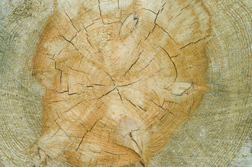 Old tree stump background,weathered wood texture with the cross section of a cut log